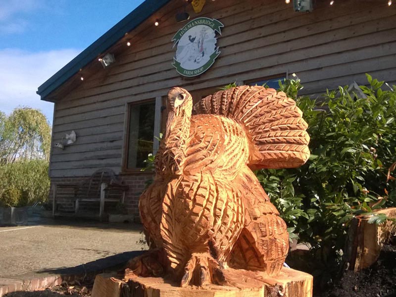 farm reared turkey
