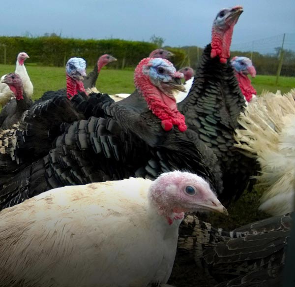 free range turkeys